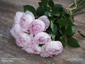 ROSE PEONY PINK 50